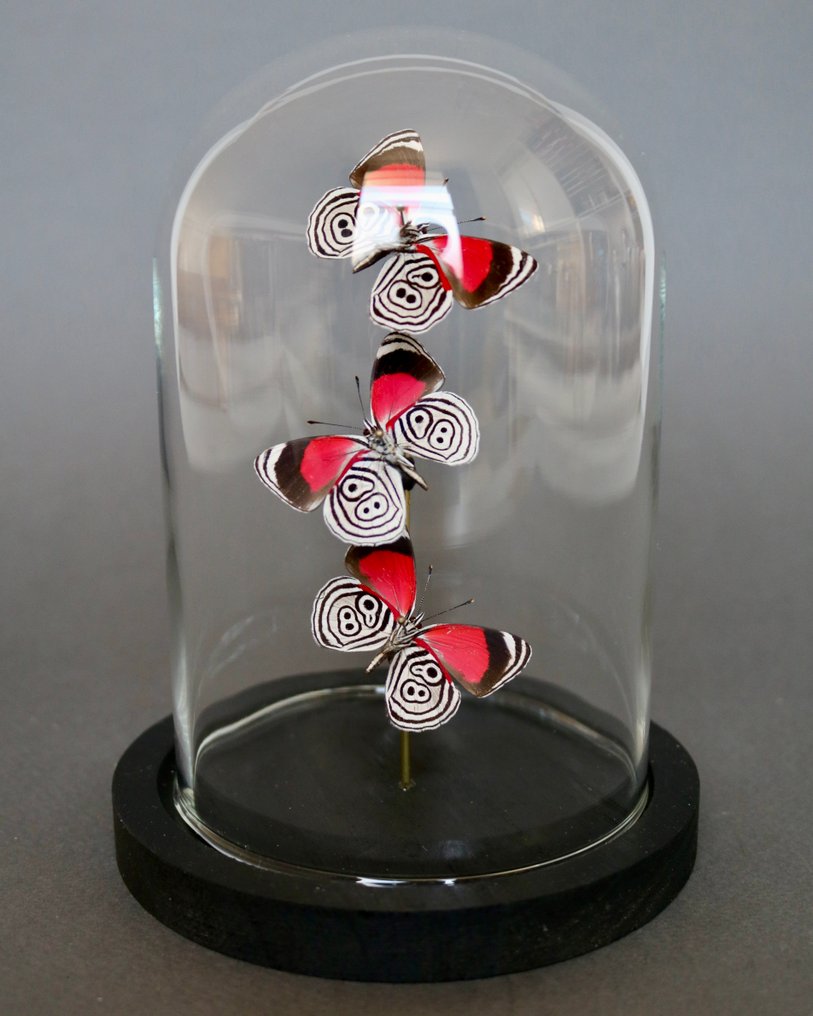 Sommerfugl Taksidermi fuld kropsmontering - Diaethria clymena - 20 cm - 20 cm - 10 cm - Ikke-CITES arter - 1 #4.3