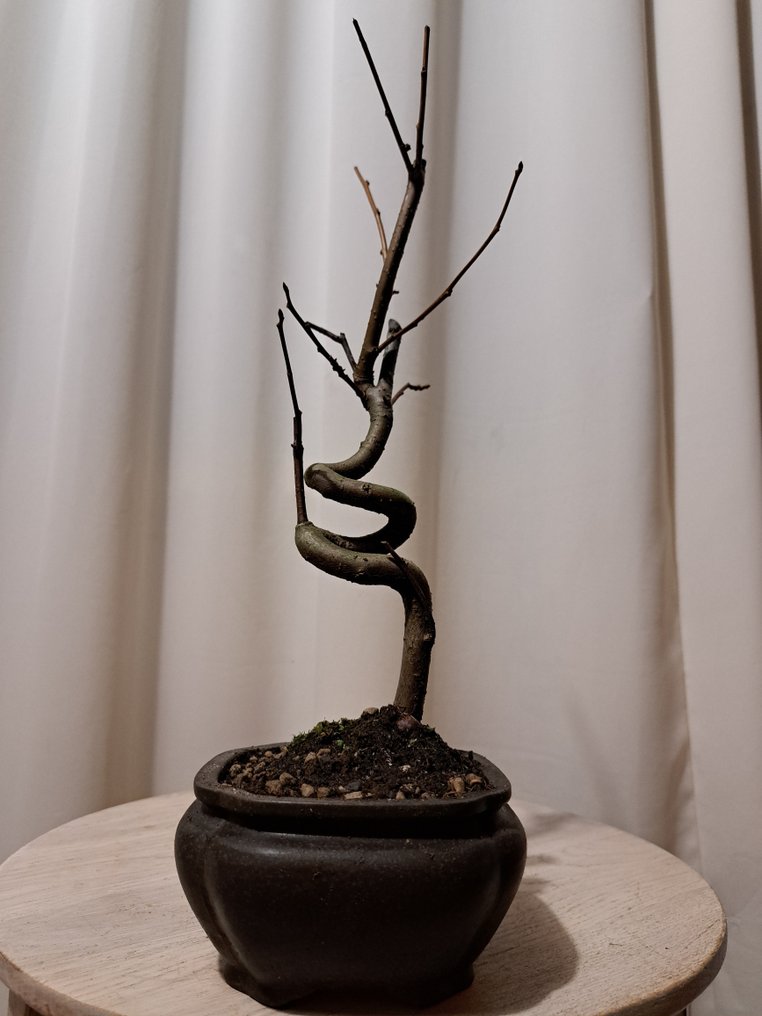 liquidambar bonsai - 高度 (树干): 35 cm - 深度 (树干): 15 cm - 日本 #4.3