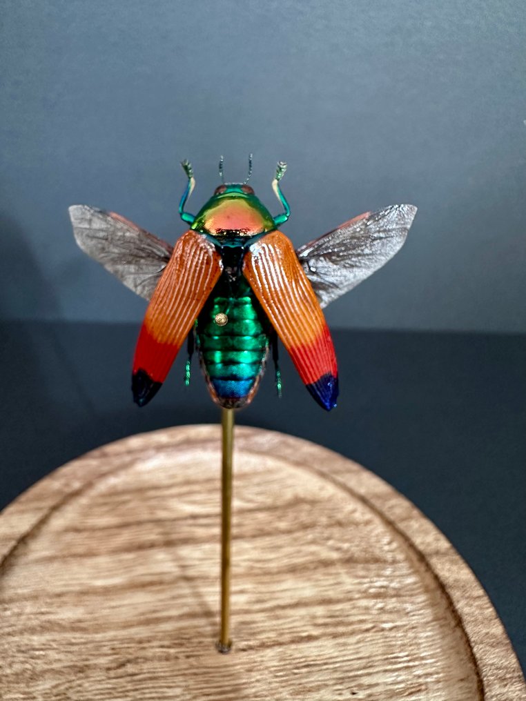 Σκαθάρι Βάση ταρίχευσης ολόκληρου σώματος - Metaxymorpha apicalis - 16 cm - 11 cm - 11 cm - Είδη που δεν ανήκουν στο CITES - 1 #3.2