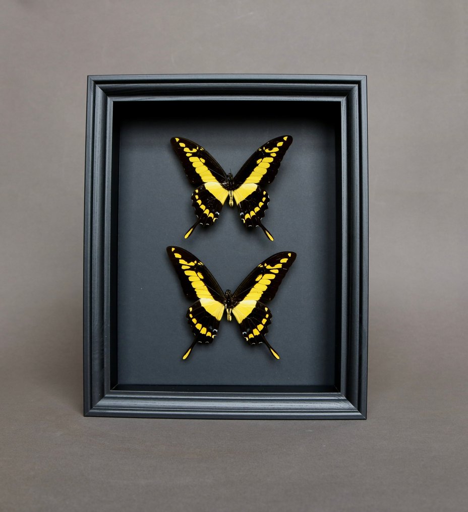 Farfalla Allestimento tassidermico a corpo intero - Papilio thoas - 25 cm - 20 cm - 5 cm - Specie non CITES - 1 #3.2