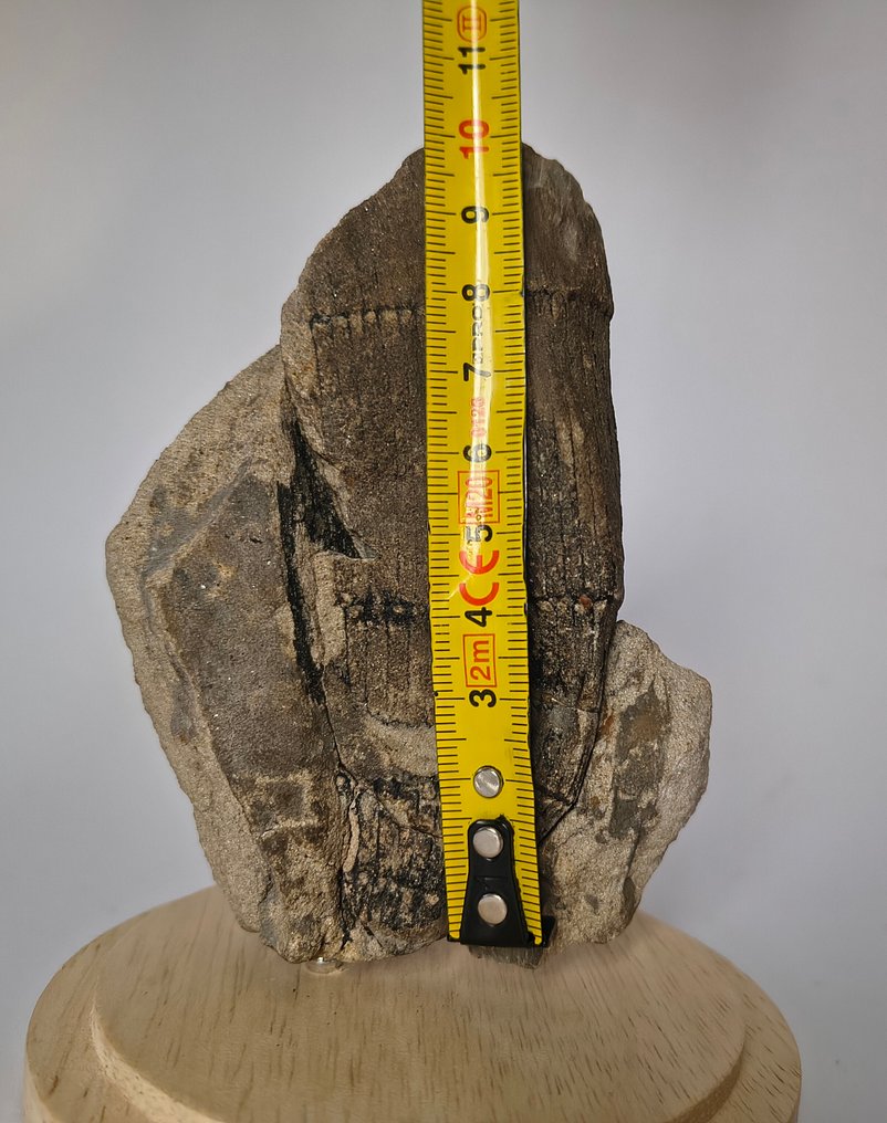 Åkerfräken - Fossiliserad växt - Kalamit - 11 cm - 9 cm (Utan reservationspris) #2.1