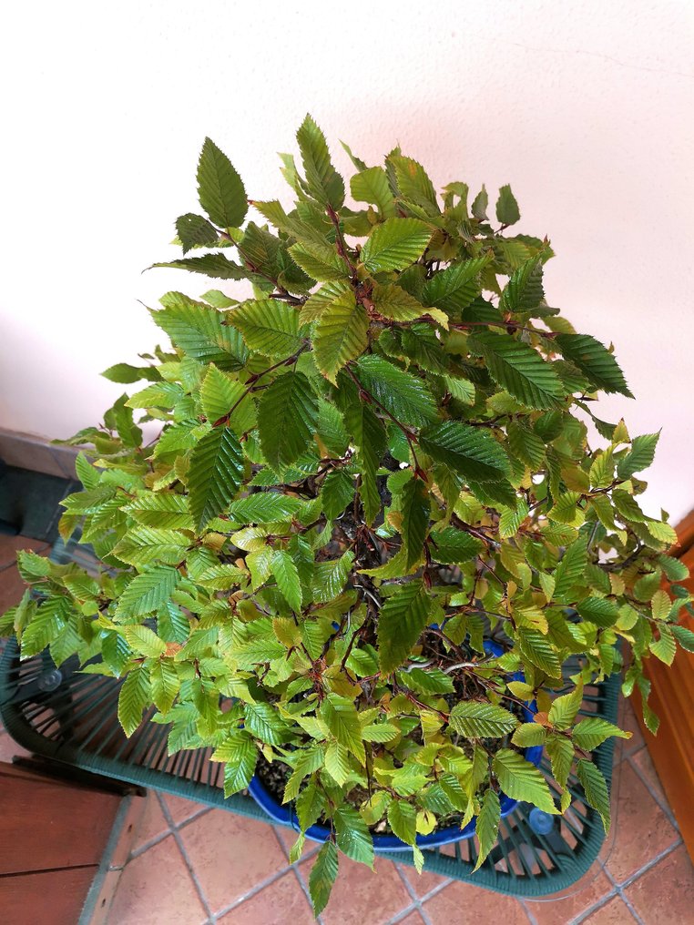 Γαύρος μπονσάι (Carpinus) - Ύψος (Δέντρο): 70 cm - Βάθος (Δέντρο): 50 cm - Ευρώπη #4.3