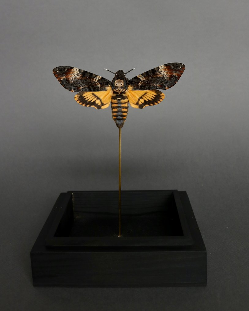 Moth Taxidermy full body mount - Acherontia atropos - 23 cm - 14 cm - 14 cm - Non-CITES species - 1 #3.2