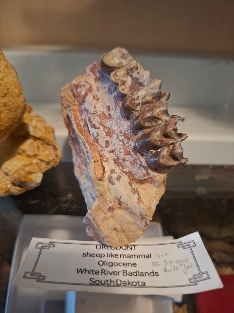 Collezione di fossili antichi, 3 pezzi - Matrice fossile  (Senza Prezzo di Riserva) #1.0