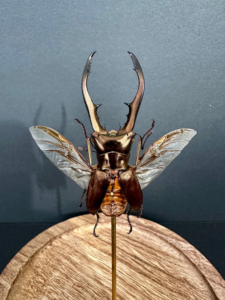 Scarafaggio Allestimento tassidermico a corpo intero - Cyclommatus metallifer - 16 cm - 11 cm - 11 cm - Specie non CITES - 1 #1.0