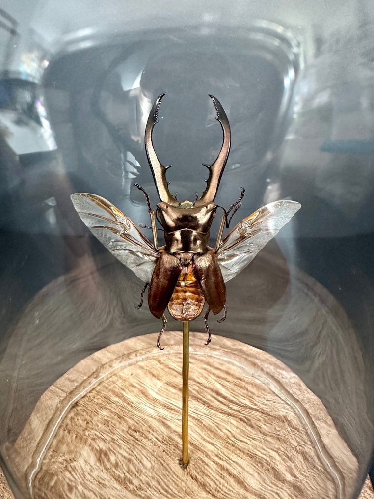 Scarafaggio Allestimento tassidermico a corpo intero - Cyclommatus metallifer - 16 cm - 11 cm - 11 cm - Specie non CITES - 1 #1.0