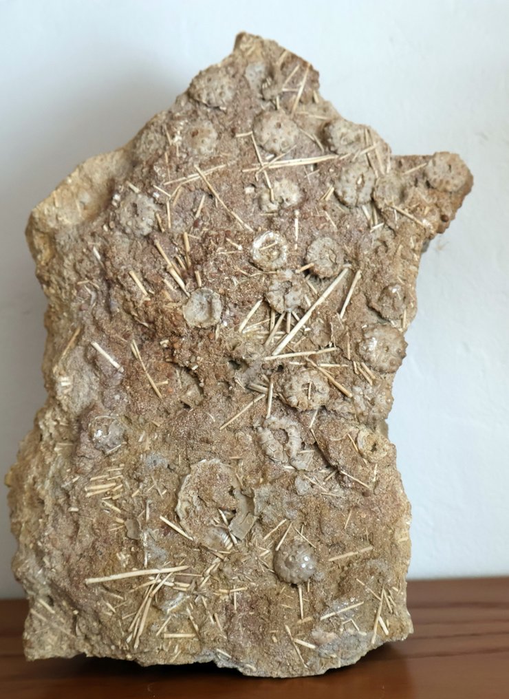 Εξαιρετική πλάκα αστεριών και ακίδων με διαφορετικούς αχινούς σε κάθε πλευρά! - Απολιθωμένο ζώο - Acrosalenia - 20 cm - 14 cm #2.1