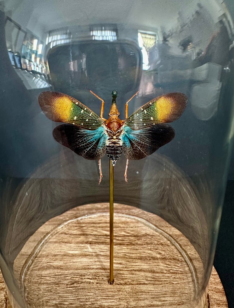 Insekt Taksidermi fuld kropsmontering - Pyrops Gunjii - Insecte Lanterne - 16 cm - 11 cm - 11 cm - Ikke-CITES arter - 1 #1.0