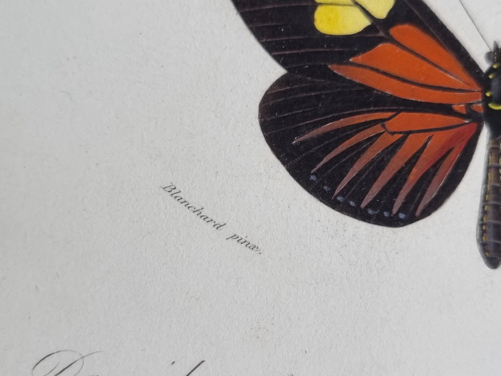 Charles Dessalines D'Orbigny - Lot. of 7 plates - Dictionnaire Universal d'Histoire Naturelle - Zoologie & Botanique - Lepidotteri, - 1849 #2.1