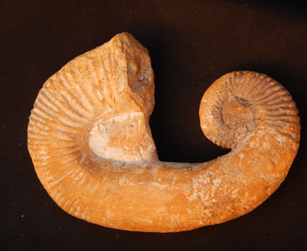 Goniatiet - Gefossiliseerd dier - Heteromorph Ancyloceras - 8 cm - 5.5 cm  (Zonder Minimumprijs) #2.1