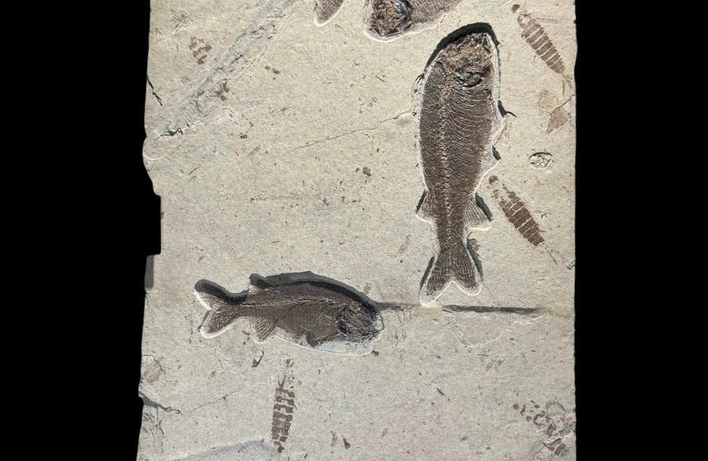 Fossile di pesce e effimero - Animale fossilizzato - Teleostei and Ephemeropsis trisetalis - 47 cm - 22 cm #2.1