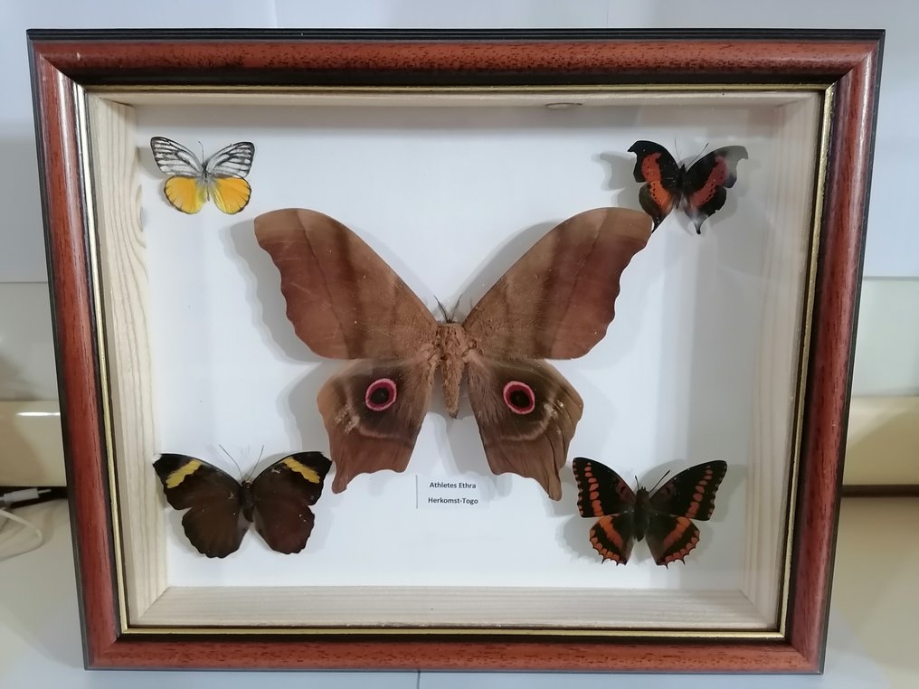 fjäril Taxidermi - väggmontering - Athletes Ethra-Charaxes Tiridates-Charaxes Lucretius - 25 cm - 30 cm - 4 cm #1.0