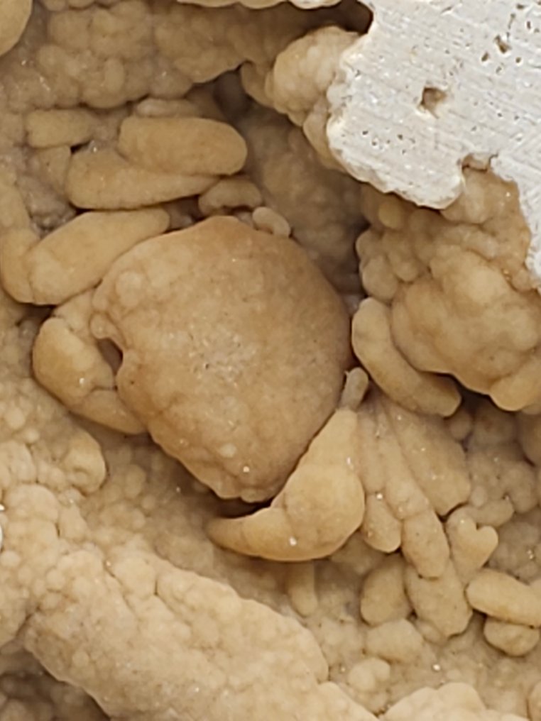 螃蟹 - 骨骼化石 - 120 mm - 130 mm  (没有保留价) #1.0