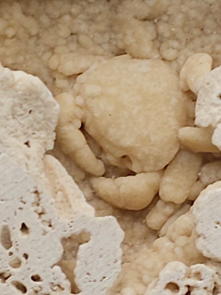 Granchio - Scheletro fossile - 90 mm - 92 mm  (Senza Prezzo di Riserva) #1.0