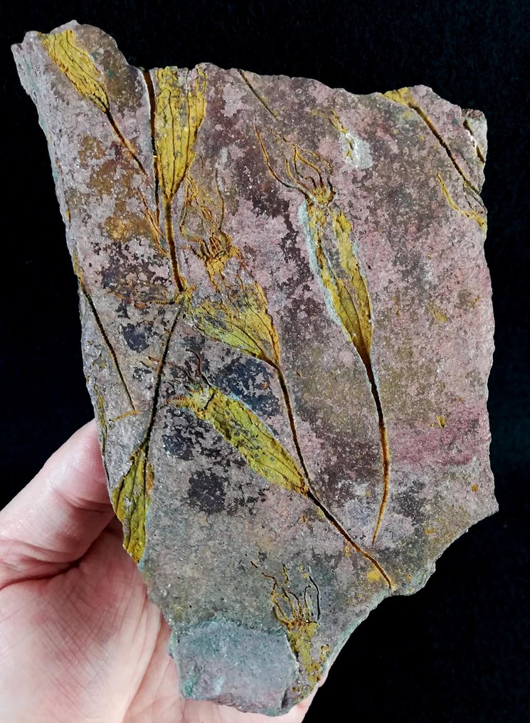 Primitive echinoderm - Eocrinoidea!! - Fossilised animal - Ascocystites drabowensis (Barrande, 1887) - 15 cm - 9.5 cm (No Reserve Price) #1.0