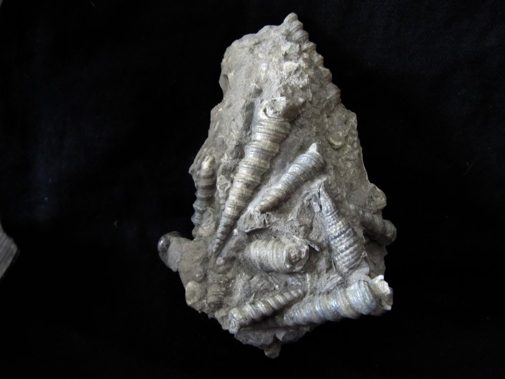 Turritella - Fossil matrix - Turritella - in orginal  Matrix - 0 mm - 0 mm  (No Reserve Price) #4.3