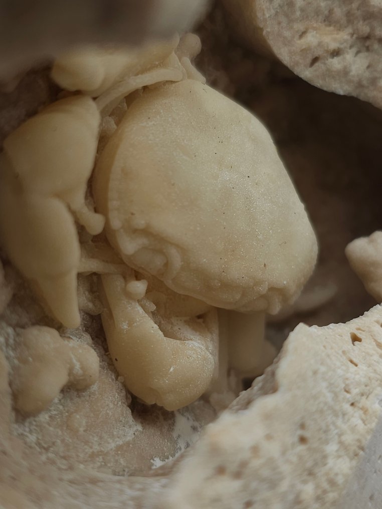 Crab - Fossil skeleton - 120 mm - 125 mm  (No Reserve Price) #1.0