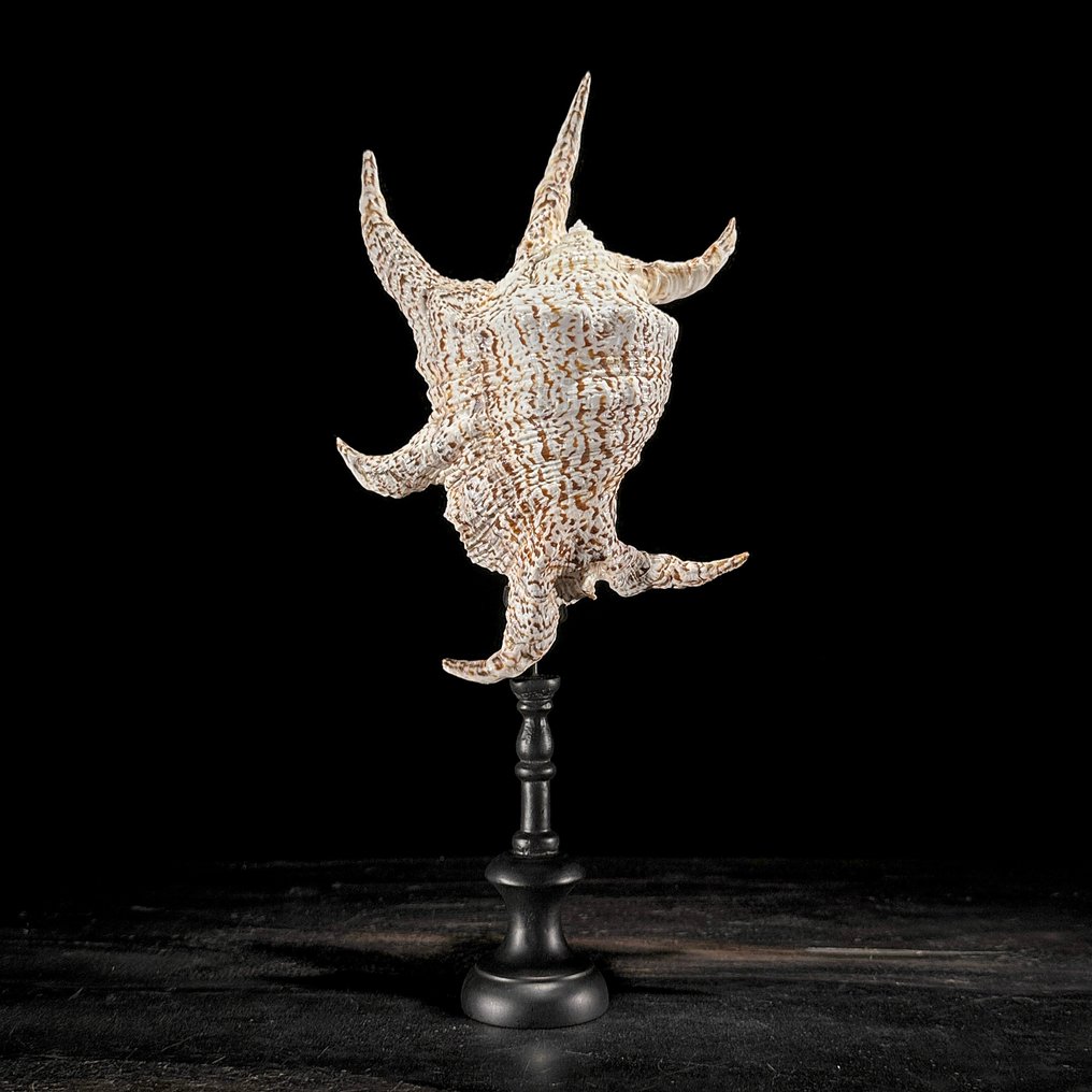 Stunning Set of 2 Seashells - Spider Conch Shell & Melo Amphora - Sea shell - Lambis Lambis + Melo Amphora (No Reserve Price) #2.1