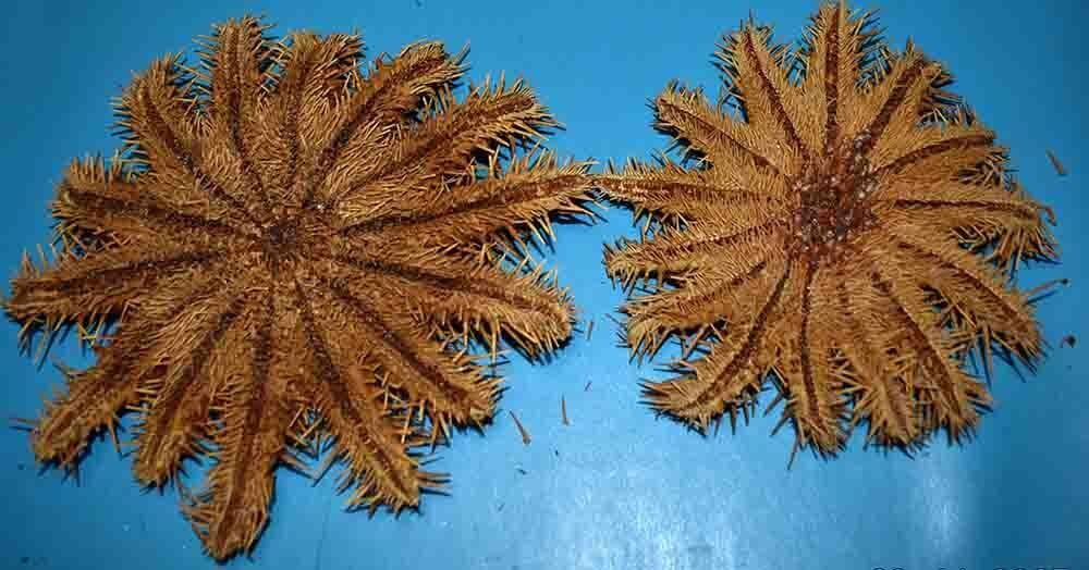 Conch Sea shell - Acanthaster planci  (No Reserve Price) #1.0