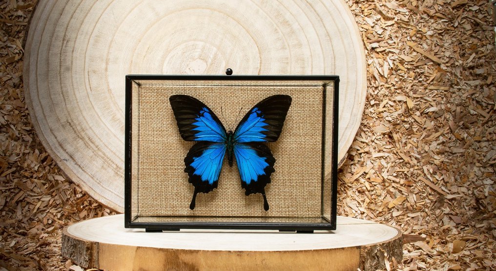 Butterfly Taxidermy full body mount - Papilio ulysses - 13 cm - 18 cm - 6 cm - Non-CITES species #1.0