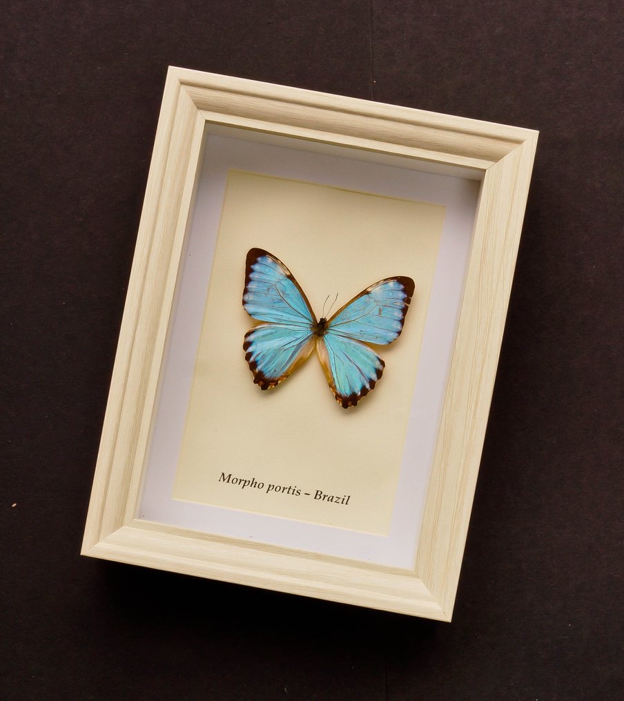 Πεταλούδα Βάση ταρίχευσης ολόκληρου σώματος - Morpho portis - 22.5 cm - 15.5 cm - 4 cm - Είδη που δεν ανήκουν στο CITES #2.1