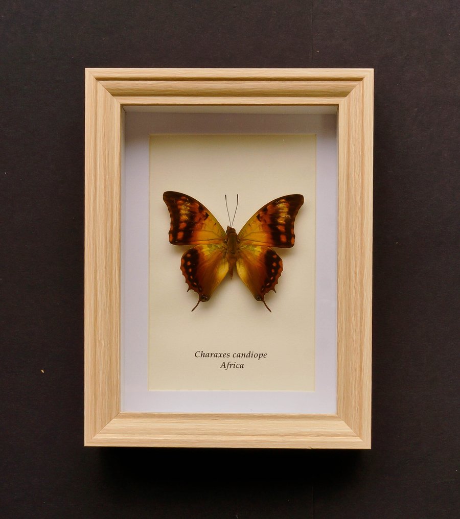 Πεταλούδα Βάση ταρίχευσης ολόκληρου σώματος - Charaxes candiope - 20.5 cm - 15.5 cm - 4 cm - Είδη που δεν ανήκουν στο CITES #1.0