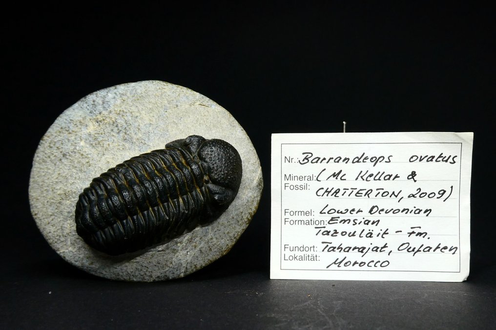 Trilobit - Fossiliserat djur - Barrandeops ovatus  (Utan reservationspris) #2.1
