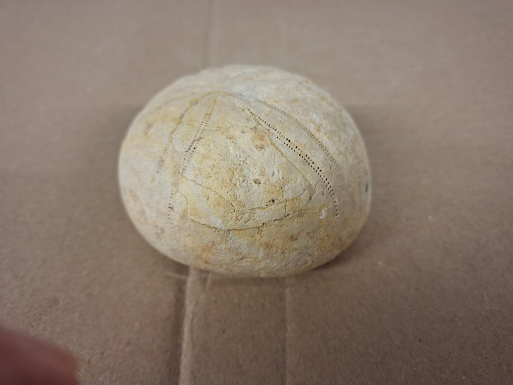 Sea Urchin - Fossilised animal - Conoclypeus - 6 cm - 9 cm (No Reserve Price) #1.0