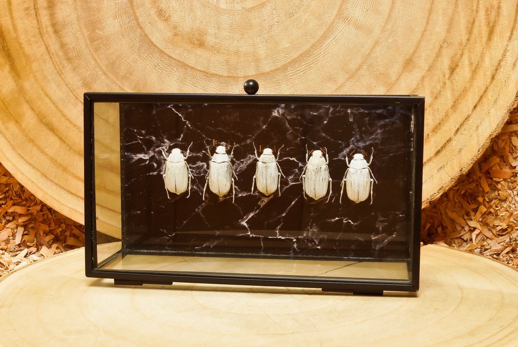 kever Support de corps entier pour taxidermie - Lepidiata stigma - 10.5 cm - 18 cm - 6 cm - Espèces non-CITES #2.1