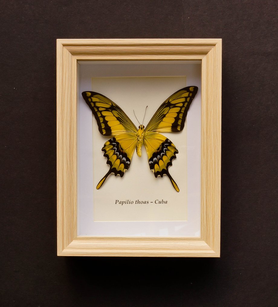 Πεταλούδα Βάση ταρίχευσης ολόκληρου σώματος - Papilio thoas - 20.5 cm - 15.5 cm - 4 cm - Είδη που δεν ανήκουν στο CITES #1.0