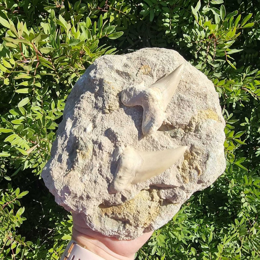 Squalo - Dente fossile - otudus obliqus  (Senza Prezzo di Riserva) #2.1