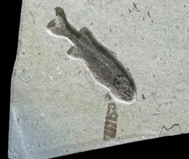 Fossile di pesce e effimero - Animale fossilizzato - Teleostei and Ephemeropsis trisetalis - 47 cm - 22 cm #1.0