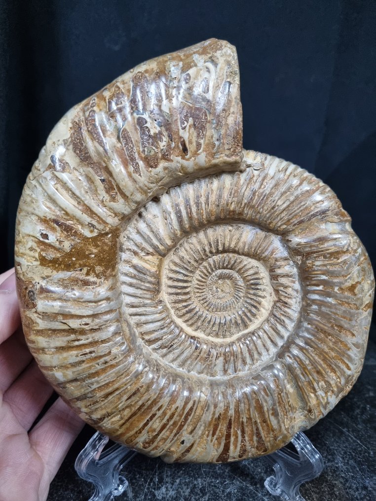 非常大的菊石 Perisphinctes - 高度: 180 mm - 闊度: 150 mm- 1534 g #1.0