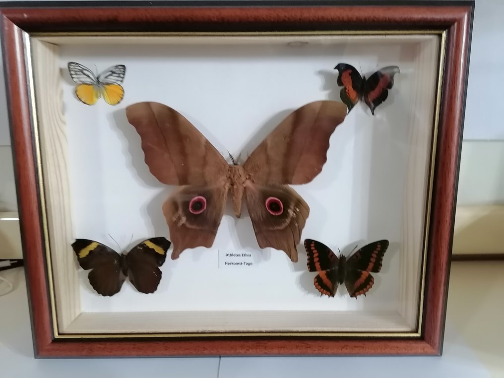 fjäril Taxidermi - väggmontering - Athletes Ethra-Charaxes Tiridates-Charaxes Lucretius - 25 cm - 30 cm - 4 cm #2.1