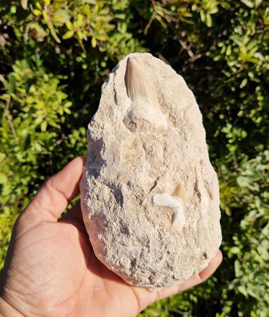 Requin - Dent fossile - otudus obliqus  (Sans Prix de Réserve) #1.0