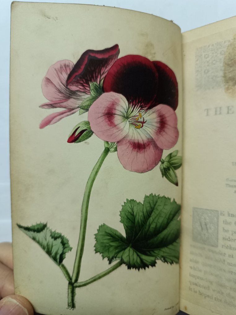 Anon/James Andrews - Choice Garden Flowers - 1848 #3.2