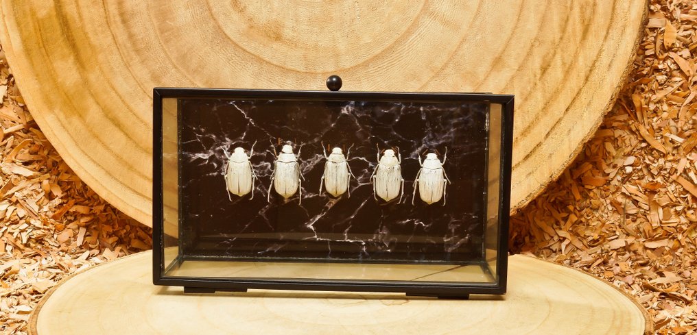 kever Support de corps entier pour taxidermie - Lepidiata stigma - 10.5 cm - 18 cm - 6 cm - Espèces non-CITES #1.0