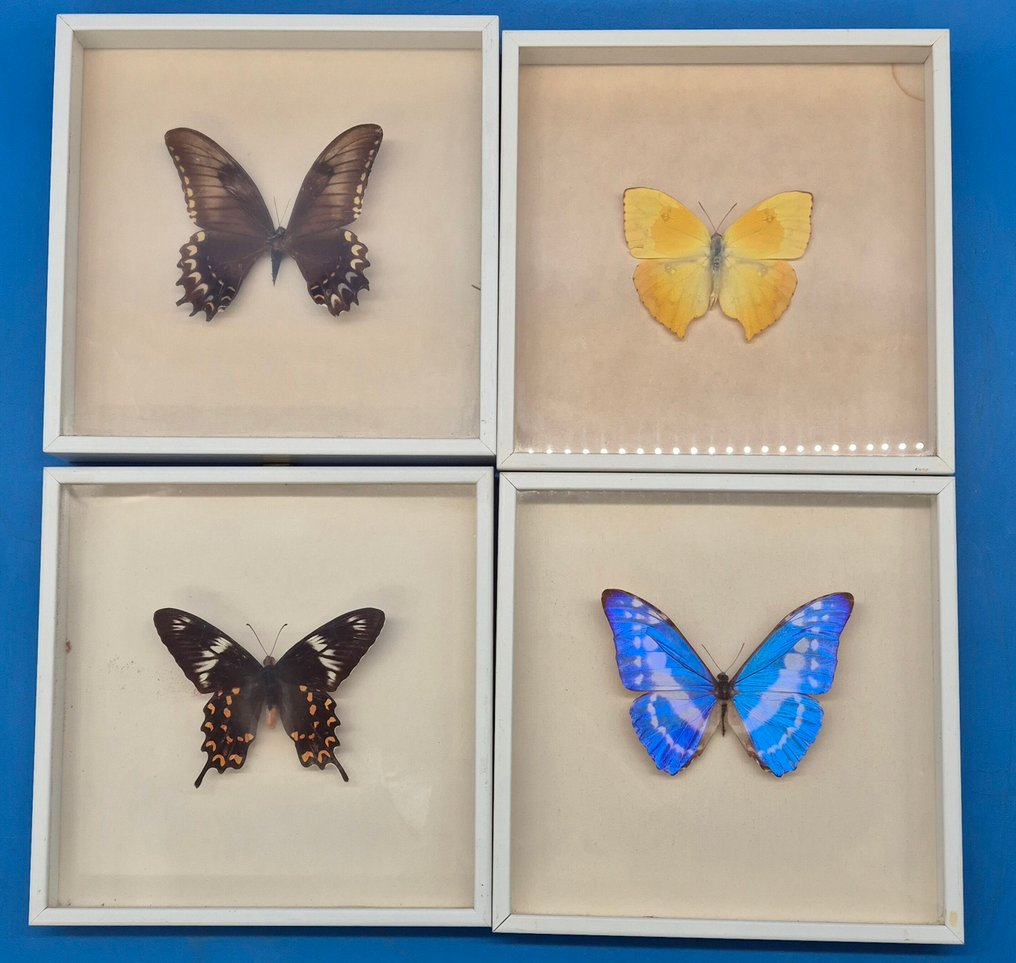 Decorațiune de perete - Set de patru preparate cu fluturi - înrămate în spatele sticlei - Europa #1.0