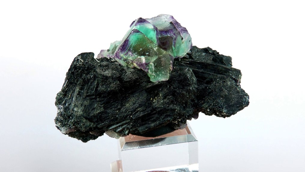 萤石，电气石（变种：黑电气石） - Erongo 山脉，Karibib，纳米比亚 - 高度: 6 cm - 宽度: 4 cm- 80 g #1.0