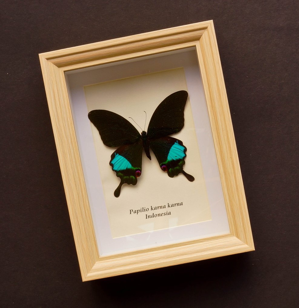 蝴蝶 標本全身支架 - Papilio karna karna - 20.5 cm - 15.5 cm - 4 cm - 非《瀕臨絕種野生動植物國際貿易公約》物種 #1.0