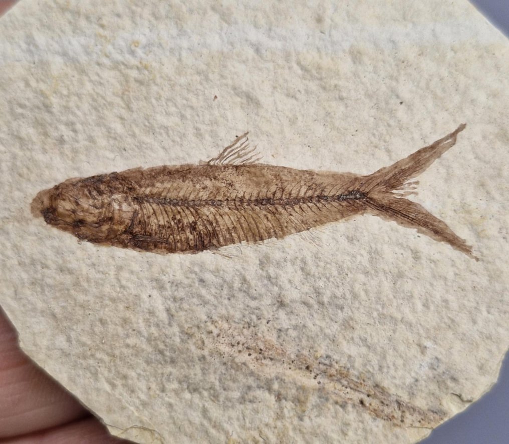 Fish - Fossil mortality plate - Knightia eocaena - 78 mm - 68 mm  (No Reserve Price) #1.0