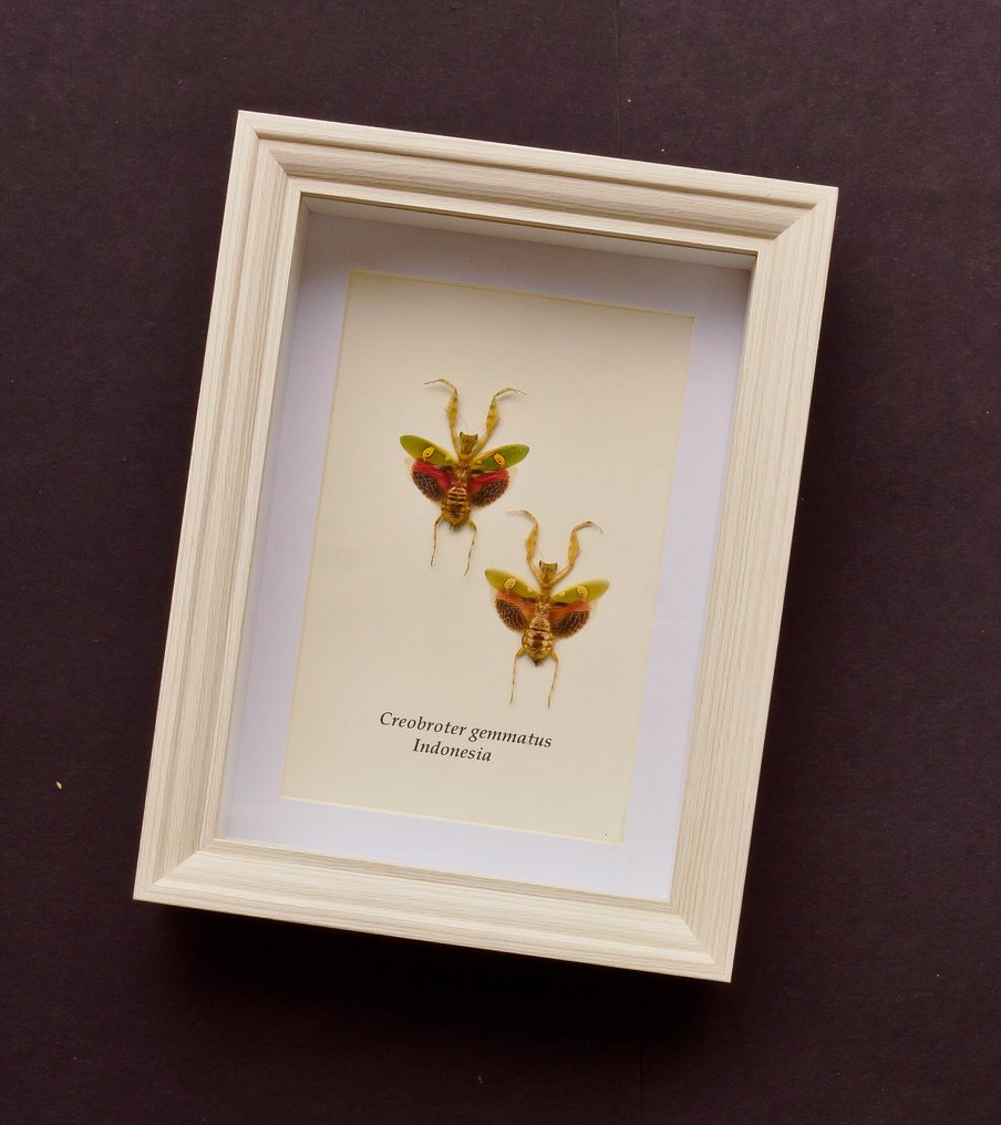 Bidsprinkhaan Βάση ταρίχευσης ολόκληρου σώματος - Creobroter gammatus - 20.5 cm - 15 cm - 4 cm - Είδη που δεν ανήκουν στο CITES #2.1