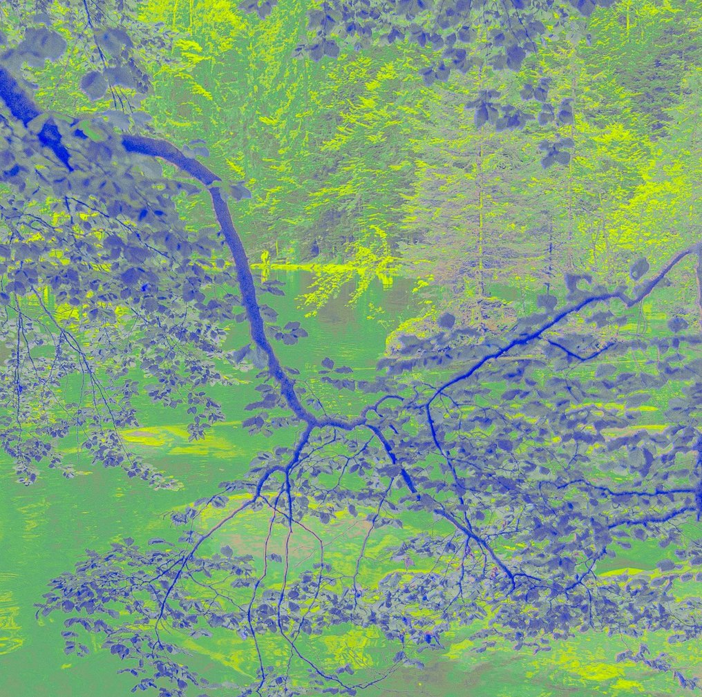 Jorge Omeñaca (XX) - Neon Blausee #4.3