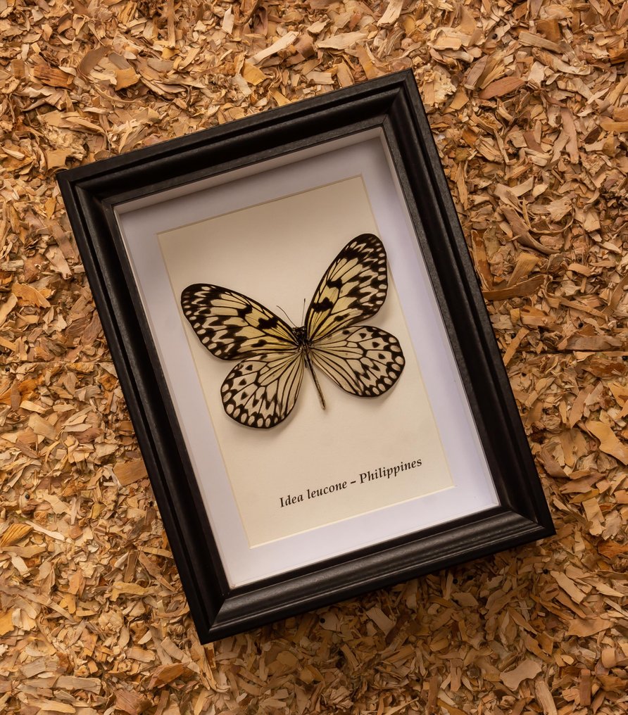 Schmetterling Taxidermie-Ganzkörpermontage - Idea leucone - 20.5 cm - 15.5 cm - 4 cm - Nicht-CITES-Arten #1.0