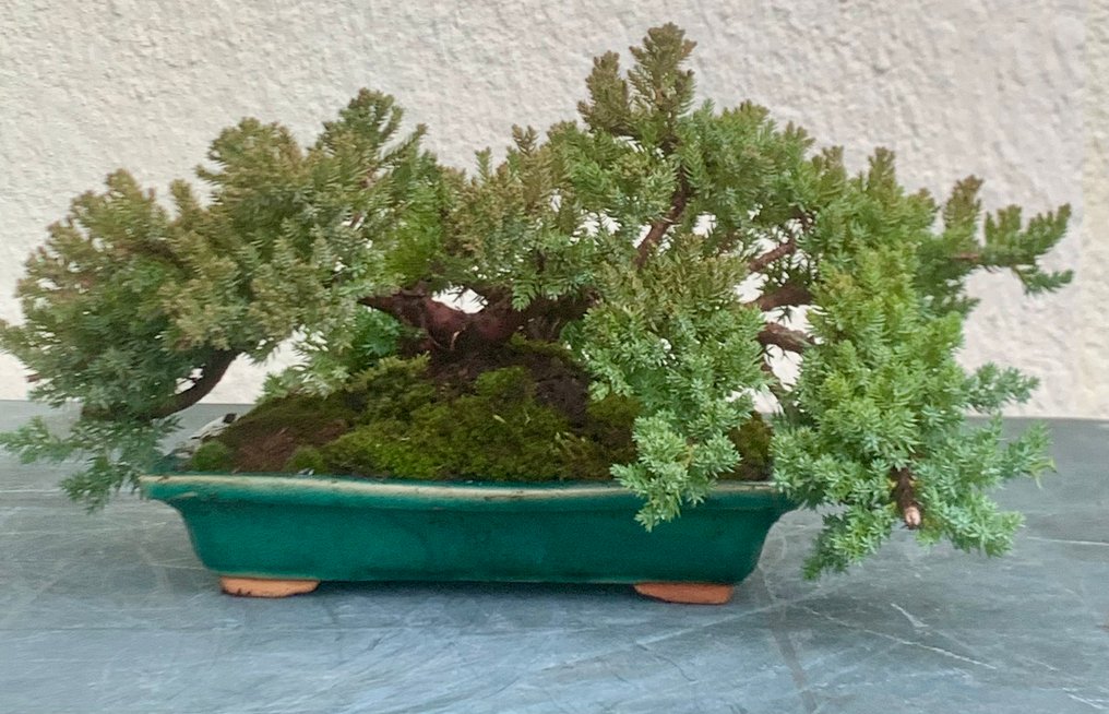 Juniper bonsai (Juniperus) - Height (Tree): 18 cm - Depth (Tree): 36 cm - Japan #2.1