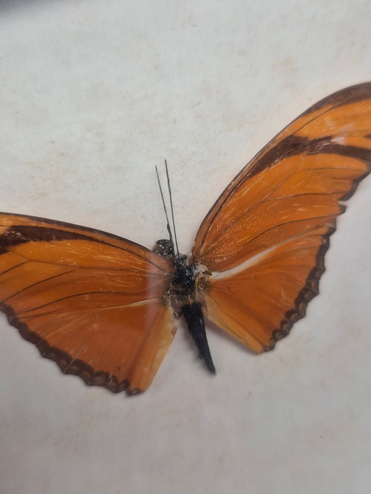 Decorațiune de perete - Set de patru preparate cu fluturi - înrămate în spatele sticlei - Europa #3.2