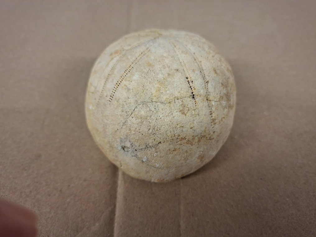 Sea Urchin - Fossilised animal - Conoclypeus - 6 cm - 9 cm (No Reserve Price) #2.1