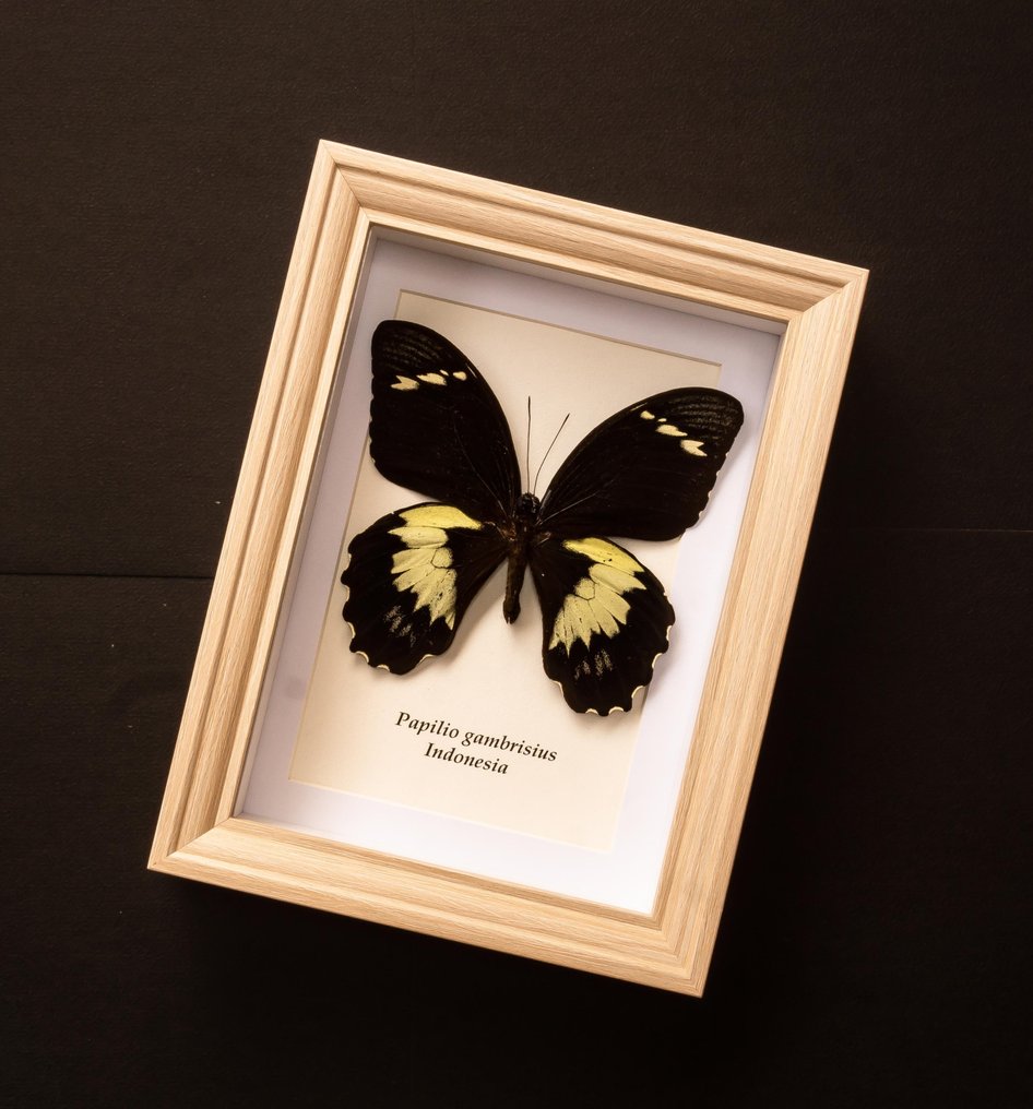 Πεταλούδα Βάση ταρίχευσης ολόκληρου σώματος - Papilio gambrisius - 20.5 cm - 15.5 cm - 4 cm - Είδη που δεν ανήκουν στο CITES #2.1