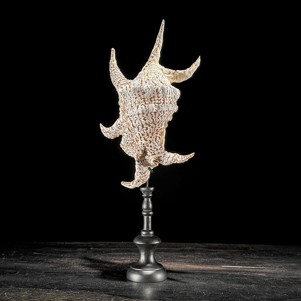 Stunning Set of 2 Seashells - Spider Conch Shell & Melo Amphora - Sea shell - Lambis Lambis + Melo Amphora (No Reserve Price) #3.2