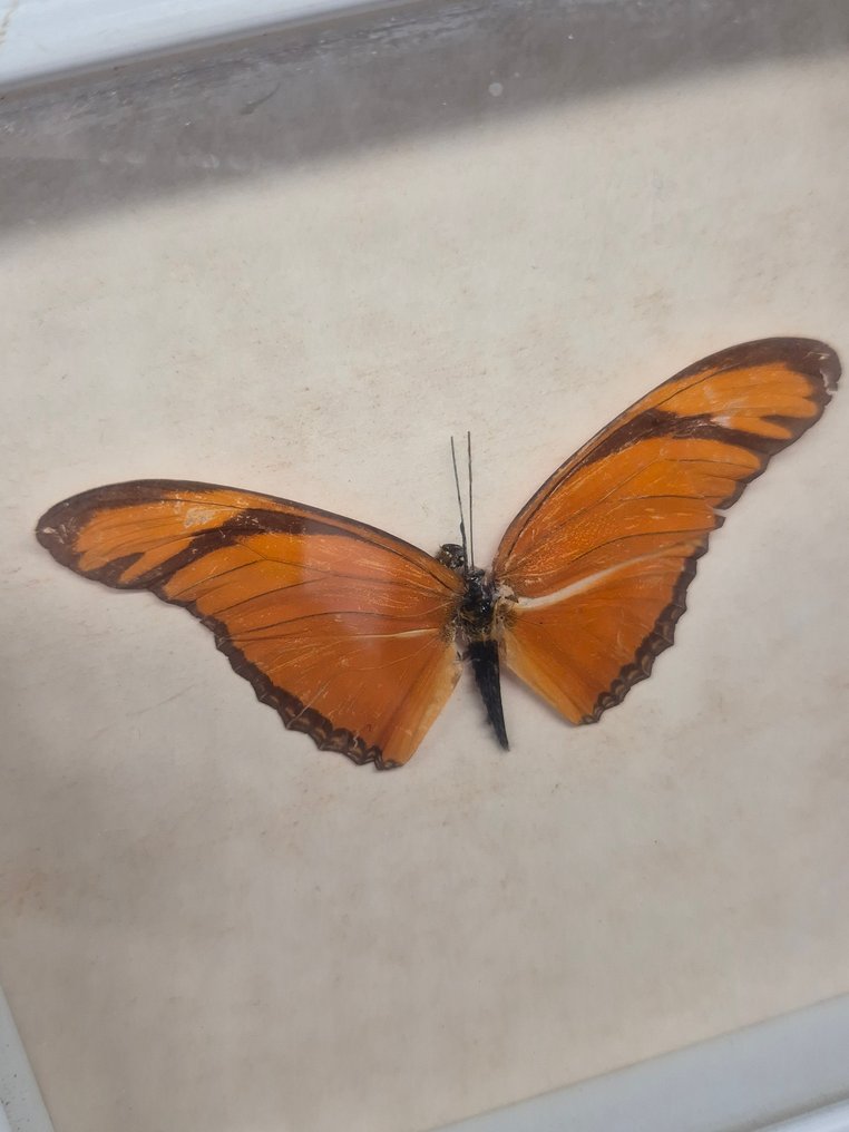 Decorațiune de perete - Set de patru preparate cu fluturi - înrămate în spatele sticlei - Europa #1.0